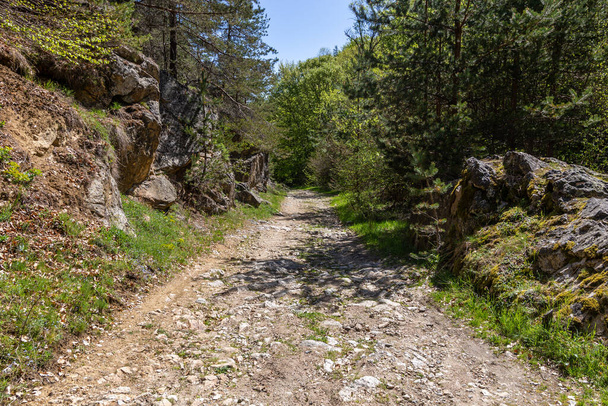 Path through the forrest alongside the Fotinska river, going to the Fotinksi waterfalls near Fotinovo village in Bulgaria - 写真・画像