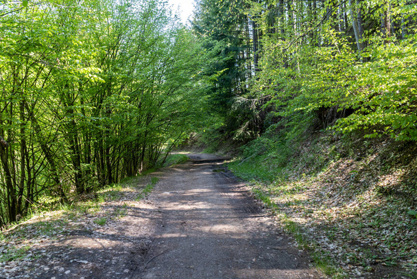 Path through the forest alongside the Fotinska river, going to the Fotinksi waterfalls near Fotinovo village in Bulgaria - Foto, afbeelding