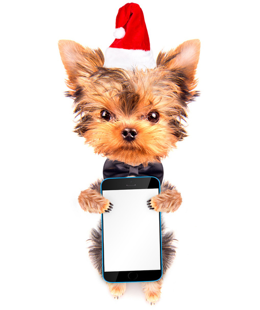 christmas dog as santa with phone - Foto, afbeelding