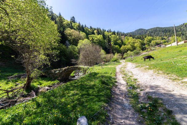 Brug op de Fotinska met een koe bij het voetpad naar de Fotinskietwatervallen in Bulgarije - Foto, afbeelding