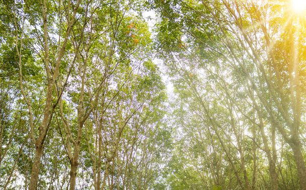 Красива лісова сцена, вид знизу на високі дерева в національному парку з коричнево-чорною гілкою і новими зеленими жовтими листям, що проростають або цвітуть навесні
. - Фото, зображення