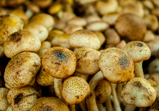 cogumelos - Foto, Imagem