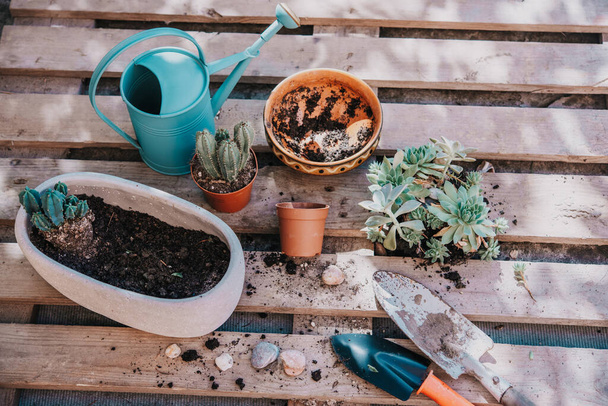 Herramientas de jardinería para replantar suculentas y cactus en el jardín del hogar - Foto, Imagen