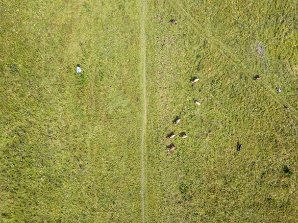 Cows in the meadow in the mountains. Aerial drone view. - Φωτογραφία, εικόνα