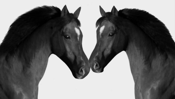 Due grandi capelli cavallo nero sullo sfondo grigio - Foto, immagini