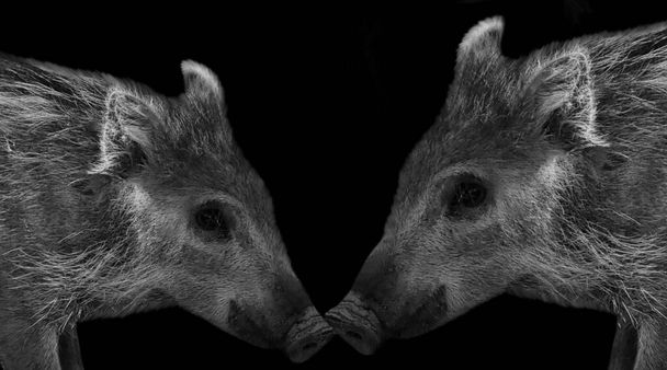 Two Kunekune Pig On The Black Background - Zdjęcie, obraz