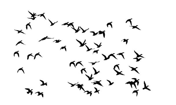 Fliegende Vögel. Vektorbild. Weißer Hintergrund.  - Vektor, Bild