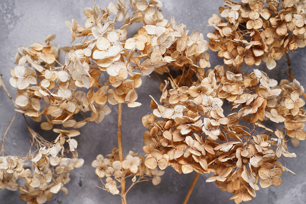 Hydrangea, hortesia dried flowers on a gray background, top view. Closeup. - Photo, Image