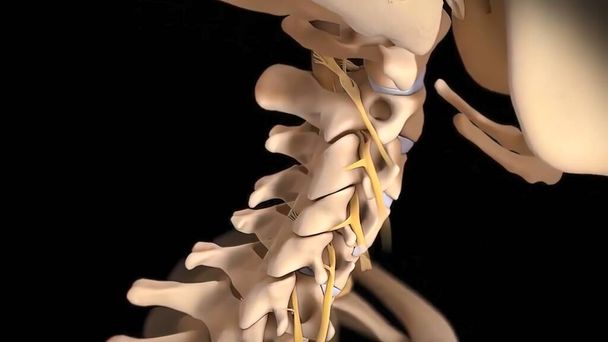 Colonna vertebrale umana con radici nervose. Render 3D - Foto, immagini