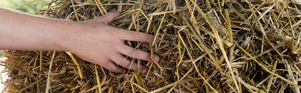 cropped view of farmer touching hay, banner - Foto, Bild