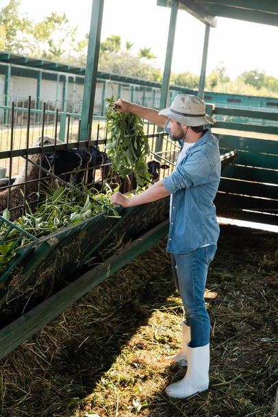 Вид в полный рост фермера в джинсовой одежде, кормящего овец в ларьке - Фото, изображение