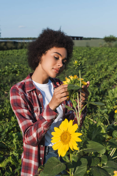 Αφροαμερικανή γυναίκα με καρό πουκάμισο που κοιτάζει ηλιοτρόπια σε χωράφια. - Φωτογραφία, εικόνα