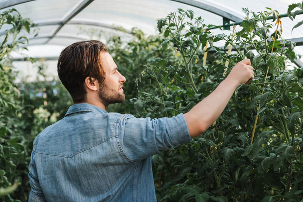 farmer in denim shirt checking green plants in hothouse - Photo, Image
