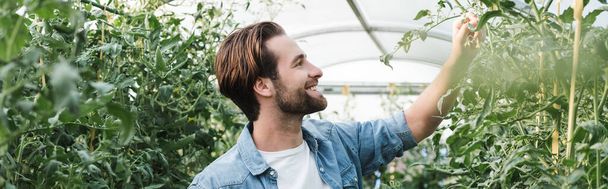 nuori ja onnellinen viljelijä tarkkailun kasveja kasvihuoneessa, banneri - Valokuva, kuva