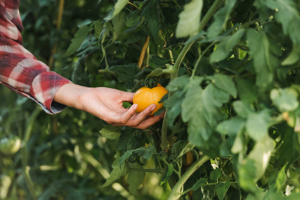 partial view of african american woman touching yellow tomato - Photo, image