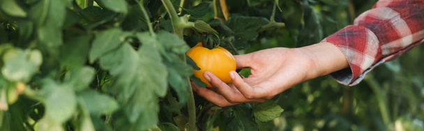 vista recortada de agricultor afroamericano tocando tomate amarillo, pancarta - Foto, Imagen