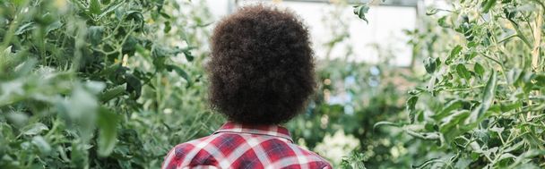 家の中の緑の植物の近くの巻きブルネットの女性のバックビュー、バナー - 写真・画像