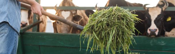 обрезанный вид фермера, держащего сено возле размытого коровника, баннер - Фото, изображение