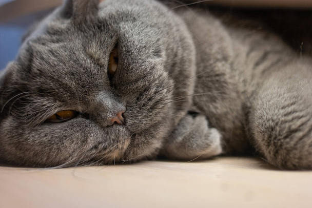 gray cat is sleeping. british cat breed cat muzzle. big cat eyes. Lazy british short hair cat sleeps on the couch. - Photo, Image