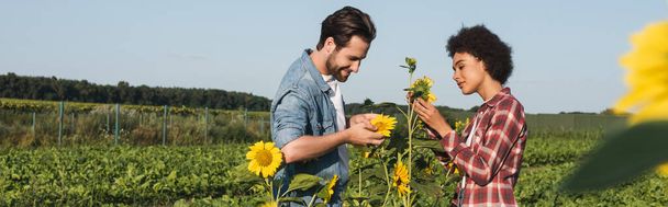 side view of young interracial farmers near yellow sunflowers in green field, banner - Foto, Imagem