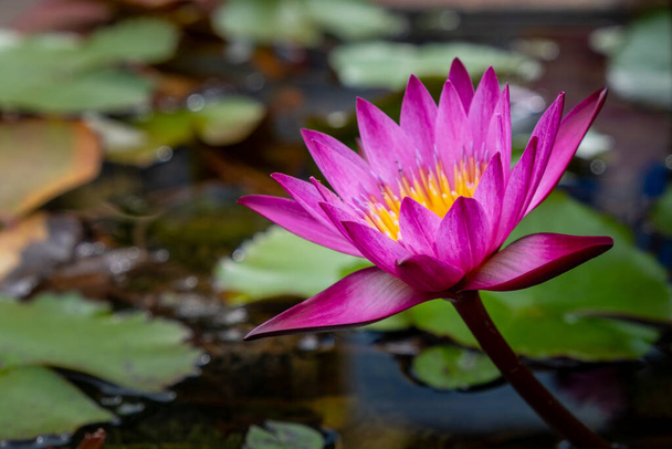 Згорніть гарну рожеву квітку лотоса (або водяну лілійну квітку), яка росте і плаває на водоймі. Лотос був символом Будди, і він рясно розквітає у буддистському мистецтві та літературі.. - Фото, зображення