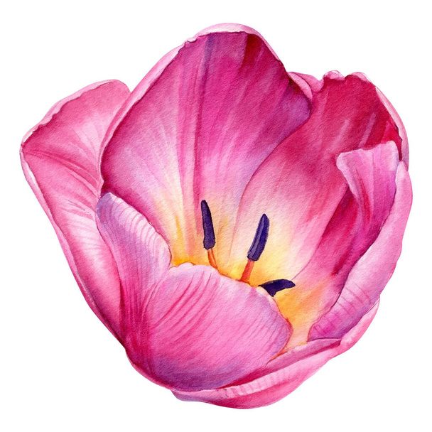 Tulipán sobre fondo blanco aislado, dibujo acuarela, pintura botánica. Flor rosa,  - Foto, Imagen