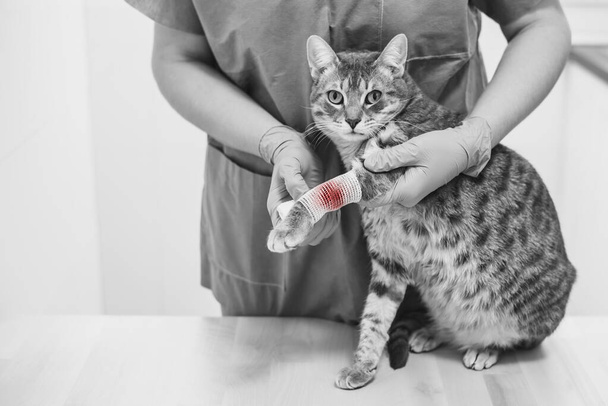 Tierarzt bandagiert verletztes Bein einer Katze - Foto, Bild