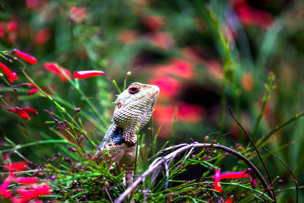 Jaszczurka ogrodowa na gałęzi rośliny w swoim naturalnym środowisku - Zdjęcie, obraz