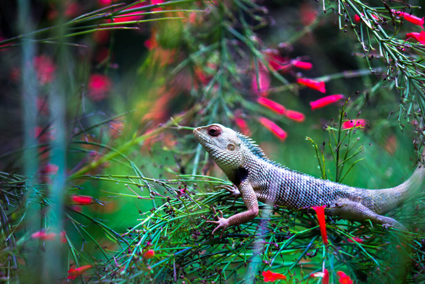 Garden lizard on the branch of a plant in its natural habitat - Photo, Image