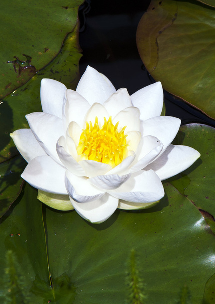 Japanese white lotus water lily - Фото, изображение