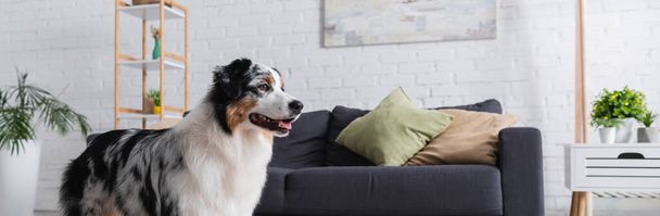 Αυστραλός ποιμενικός σκύλος κοιτάζει μακριά στο σαλόνι, πανό - Φωτογραφία, εικόνα