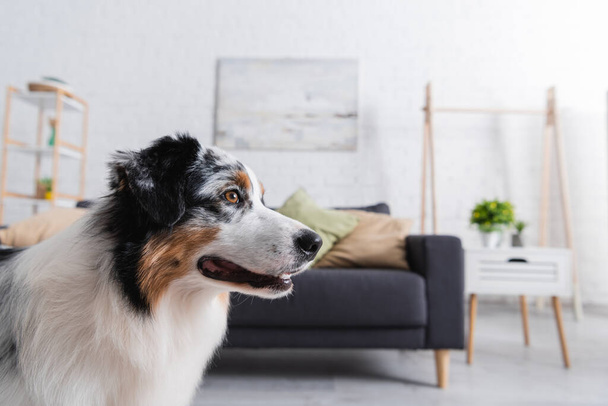 cane pastore australiano guardando lontano in soggiorno - Foto, immagini