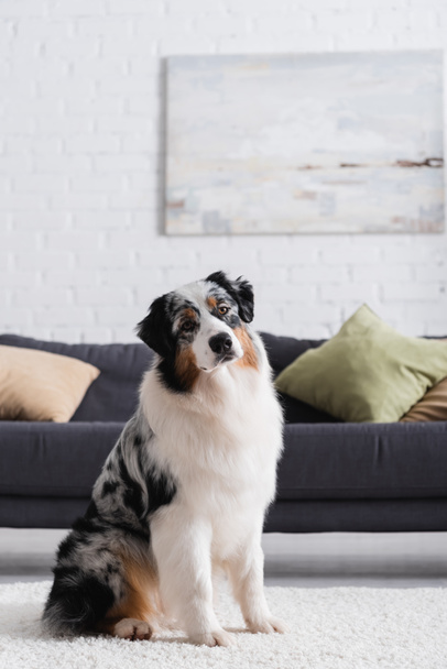 perro pastor australiano sentado en la alfombra y mirando la cámara en la sala de estar - Foto, Imagen