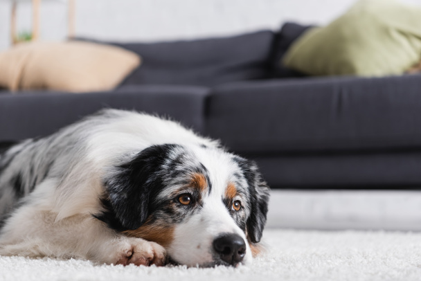 Australischer Schäferhund liegt auf Teppich neben Couch - Foto, Bild