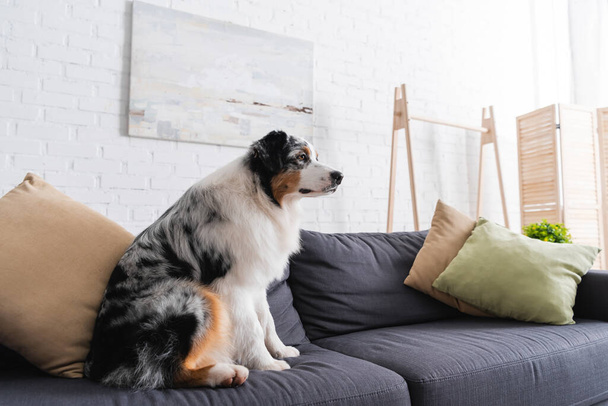 perro pastor australiano sentado en un sofá moderno en la sala de estar - Foto, imagen