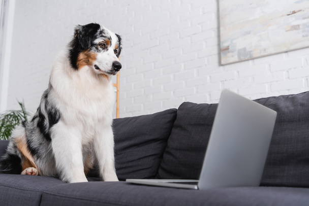 australian shepherd dog looking at laptop on couch in living room - Photo, Image