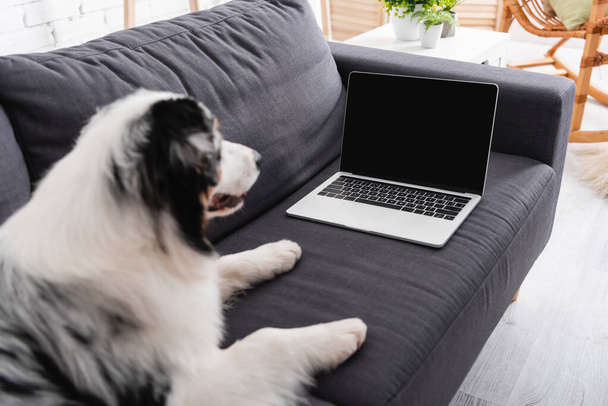 オーストラリアの羊飼いの犬がノートパソコンを空の画面で見て - 写真・画像