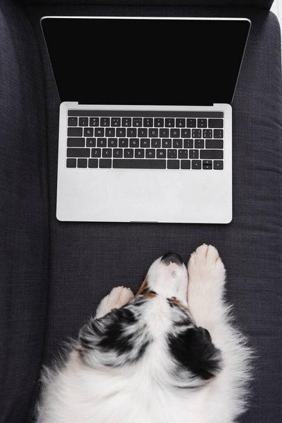 オーストラリアの羊飼いの犬がノートパソコンを空の画面で見て - 写真・画像
