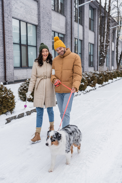 full length of cheerful young couple in winter jackets and hats strolling with australian shepherd dog - Photo, Image
