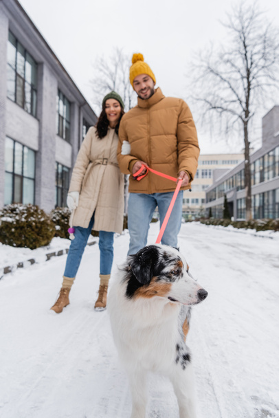 冬のジャケットを着た若いカップルとオーストラリアの羊飼いの犬と歩く帽子の完全な長さ - 写真・画像