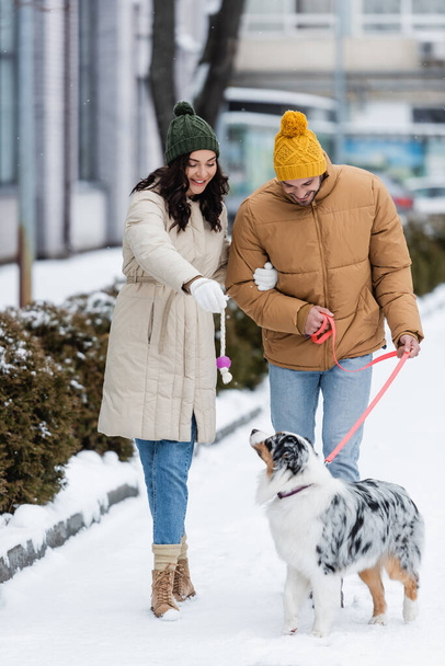 piena lunghezza di coppia felice in giacche invernali e cappelli passeggiando con cane pastore australiano - Foto, immagini