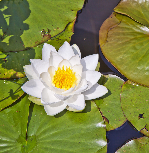 Japanese white lotus water lily - Foto, immagini