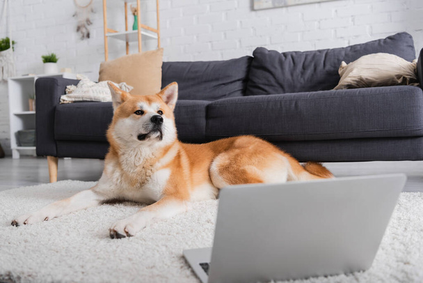 Собака акита-ину лежит на ковре рядом с ноутбуком в современной гостиной - Фото, изображение