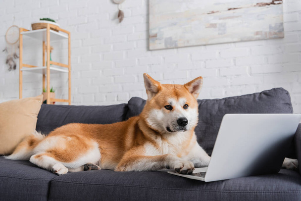 akita inu cão deitado no sofá perto do laptop na sala de estar moderna - Foto, Imagem