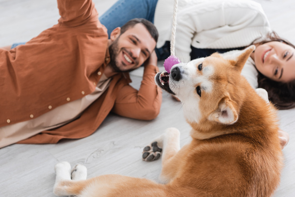 Акіта іну собака грає біля щасливої і розмитої пари, що лежить на підлозі
  - Фото, зображення