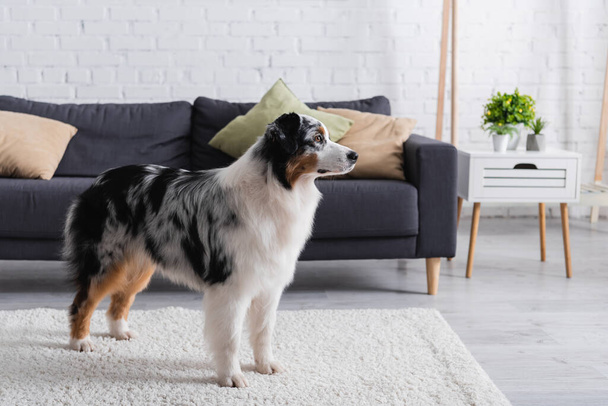 Australischer Schäferhund schaut weg, während er auf Teppich neben grauem Sofa im Wohnzimmer steht - Foto, Bild