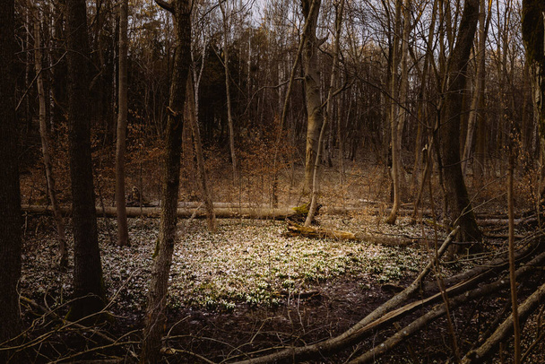 Polana śniegu wśród mrocznych drzew w lesie. Pierwsze białe kwiaty w lesie. - Zdjęcie, obraz