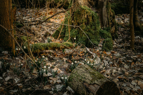 Τα πρώτα άνθη από τις χιονοπτώσεις στο ξερό γρασίδι του δάσους. Θολή φόντο με επιλεκτική εστίαση - Φωτογραφία, εικόνα