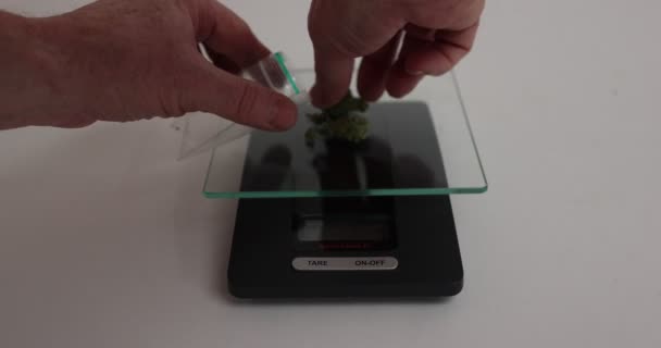Male hands taking the marijuana that is on a scale and placing it in a plastic bag. Cannabis flower strain, Hazy Kush marijuana flower. Alternative herbal medicine concept - Footage, Video