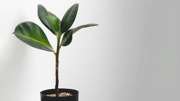 Rubber fig with fallen leaves and trunk with no leaves in a close up. Indoor or potted plants diseases. High quality photo - Photo, Image